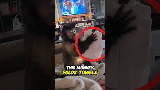 Monkey Folds Towels Better than Humans 🤯🐒 [upl. by Ainotahs]