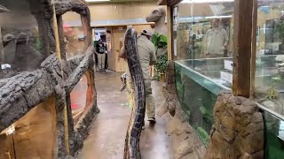 World Record Burmese Python Prehistoric Pets [upl. by Qifahs]