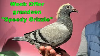 SUPER WEEK OFFER grandson SPEEDY GRIZZLE [upl. by Guildroy316]