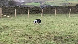 LOT 72  GINNY  722024 TIMED INTERNET AUCTION OF WORKING SHEEPDOGS [upl. by Storz754]