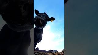 insta360 camera took the drop and kept on filming cow during calfcatcher video shoot [upl. by Frazier57]