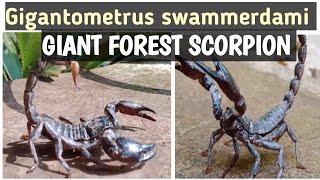 Gigantometrus swammerdamiGiant Forest Scorpion🦂vaigamtb4bs [upl. by Aivek]