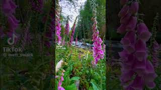 flowers 🌿🍃🌷Digitalis purpurea naturalezaporelmundo relaxingmusic [upl. by Cowie]