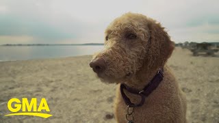 Labradoodle breeder says he created a monster  GMA [upl. by Ahsaf]