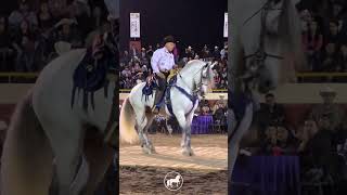 Caballo bailador AQUILES Jinete DANIEL TORRES [upl. by Niarbo]