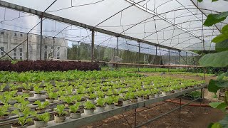 Antipolo Hydroponics farm [upl. by Grayson]