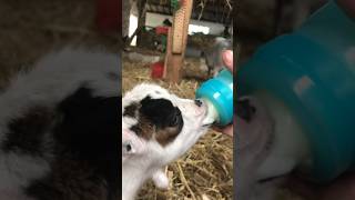 Biberon MAM pour bébé chèvre 🤗🥰 lelevagedoxyne chevreminiature chèvre shortvideo socute [upl. by Zaraf]