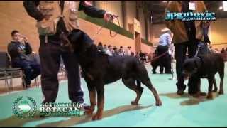 ROTTWEILER  CLASE JOVENES MACHOS  NORIS DE ROTACAN [upl. by Bove]