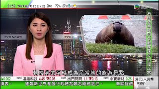 無綫TVB 1000 一小時新聞｜發改委指以舊換新帶動汽車等銷售額大增 間接拉動相關行業投資增長｜南冰洋海島象鼻海豹多次到訪澳洲港口｜陳茂波轉往英國訪問 訪西班牙期間率團與十多名投資者進行商業對接｜ [upl. by Kaczer]