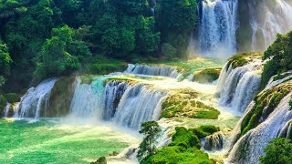 Relaxing Meditation Music  Bird Sounds Water Sounds Stress Relief Music Sleep Music [upl. by Ailemaj]