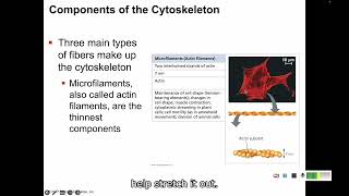 63 Cytoskeleton and Cellular Exteriors [upl. by Seys]