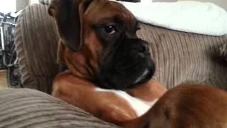 Ralph the boxer dog [upl. by Yelahc]