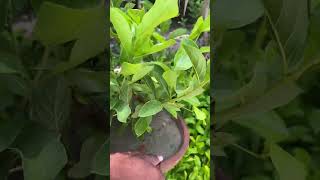 Quisqualis indica plant 🪴 youtubeshorts flowers garden plants [upl. by Platt]