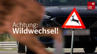 Achtung Wildwechsel [upl. by Etnaud]