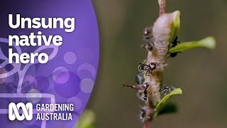 Unsung Australian Hero  Australian Native Plants  Gardening Australia [upl. by Denn850]