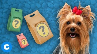 5 Dog Foods for Small Dogs [upl. by Korney]