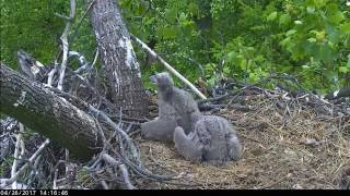 AEF DC NEST CAM 26 April 2017  Dont Preen With a Full Crop [upl. by Nyre703]