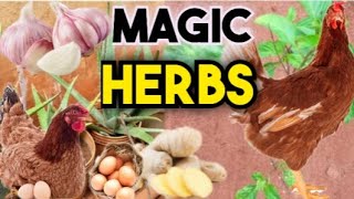 Seven Important Organic herbs to use in your poultry  chicken farming [upl. by Nollaf]