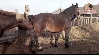 The best horse video of panjab Pakistan  Horse Mittng 2024 [upl. by Nivel]