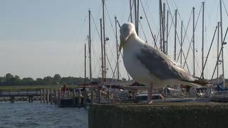 BSWFerienwohnungen Hiddensee  Ostsee [upl. by Warner]