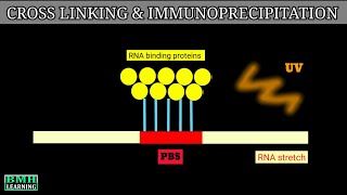 Cross Linking And Immunoprecipitation  Clip Technique  CLIP [upl. by Enyawd413]