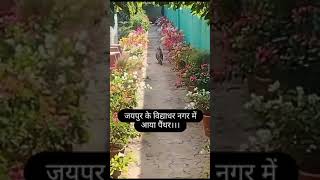 Jangal ka janwar paythan ser loanjangali janwar jangalijanwar funny loan payethan smartphon [upl. by Orabelle118]