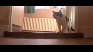 Tiggy the talking cat Says Hello close up proof its real Tiggys Best video [upl. by Ingeborg703]