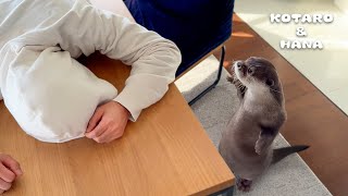 カワウソの前で死んだふりしたらまさかのリアクションされた Faking My Death in Front of My Otters [upl. by Patric]