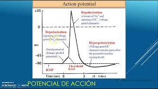 POTENCIAL DE ACCIÓN [upl. by Rebmeced]