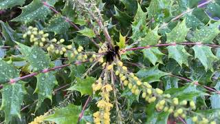 Mahonia  flowers amp leaves  November 2024 [upl. by Leverick]