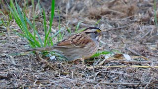 Whitethroated Sparrow Montaña de Oro Los Osos CA [upl. by Ogires]