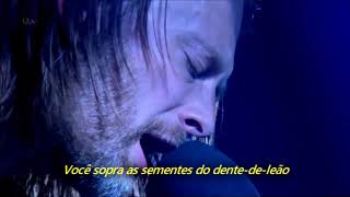 Thom Yorke  Ingenue Legendado em Português [upl. by Anniken132]