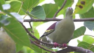 Thick Billed Green Pigeon [upl. by Rehtse]