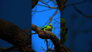 Amaizing parot amazingwildlife wildlife birds [upl. by Tteirrah442]