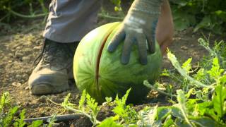 Seminis® Breeder Series  Watermelon [upl. by Erdua]