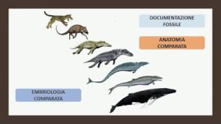 Le prove scientifiche a sostegno dell’evoluzione dei viventi [upl. by Demona]