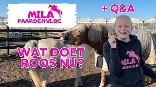 Mila Paardenvlog  is Angel HENGSTIG  QampA  springen [upl. by Ettenrahc]