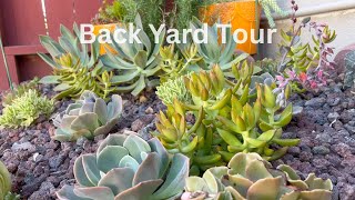 My Succulent Garden Update after the August tropical storm [upl. by Turmel]