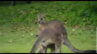 Kangaroo Chokes out Kangaroo UFC Commentary [upl. by Labanna655]