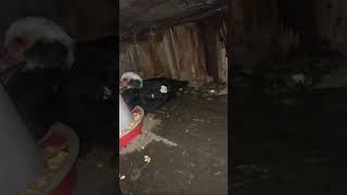 Primul videoclip cu Iepuri 🐰 Găinăi bătrâne și tinere🐓🐔 rate 🦆🦢și câine🐕‍🦺🐕‍🦺 anul2024 Live [upl. by Ahtelahs]