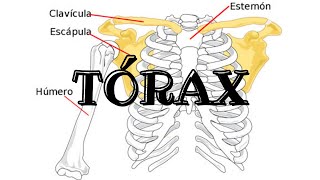 El tórax  Biología [upl. by Norrab]