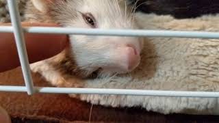 Adorable ferret making cute noises waking up [upl. by Enaek]