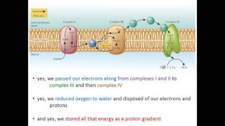 Lecture 16A  Introduction to ATP Synthase [upl. by Orwin]