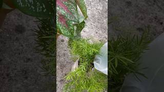 Let’s propagate asparagus fern🪴shortsfeed youtubeshorts viral shorts trending garden plants [upl. by Nikolos]