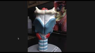 Larynx Anatomy [upl. by Nawiat]