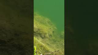 Killer Green Algae suffocates Miami Canal [upl. by Nona]