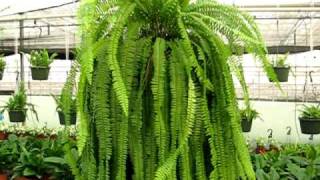 Boston Fern  Long John Fern Nephrolepis Pendula [upl. by Stutzman]