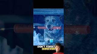 This dog accidentally grabs a bomb 😂😂 dog hollywoodexplain animals story dogmovie [upl. by Reeba]