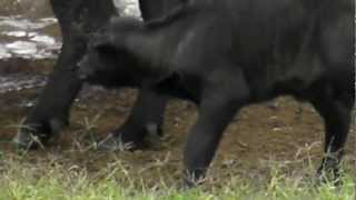 baby cape buffalo struggles to keep up with mum [upl. by Ahtera]