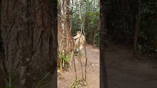 Brown lemur sound  Vakona Lemur island  Andasibe madagascar [upl. by Amari928]